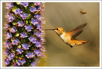 : Selasphorus rufus; Rufous Hummingbird