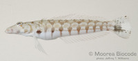 : Parapercis millepunctata