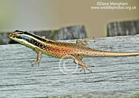 : Apterygodon vittatum; Striped Tree Skink