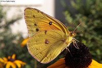 : Colias sp.; Orange Or Clouded Sulphur Butterfly