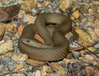 : Echiopsis curta; Bardick