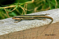 : Mabuya striata; African Striped Skink