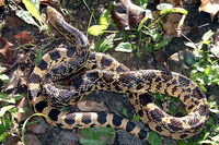 : Pituophis ruthveni; Louisiana Pine Snake