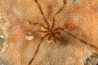 : Anoplodactylus erectus; Sea Spider