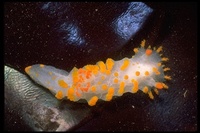 : Triopha catalinae; Sea Clown Nudibranch