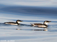 Common Murre. 1 October 2006. Photo by Jay Gilliam