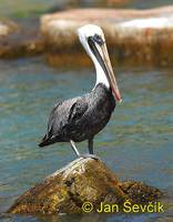 Photo of pelikán hnědý Pelecanus occidentalis Brown Pelican Braunpelikan Pelícano Alcatraz