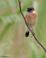 Siberian Stonechat