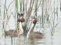 Podiceps cristatus Great Created Grebe カンムリカイツブリ