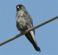 Red-footed Falcon