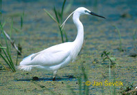 Photo of volavka stříbřitá, Egretta garzetta, Little Egret, Seidenreiher