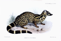 gennetta victoriae