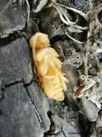 Plagionotus arcuatus