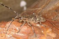 Monochamus galloprovincialis pistor