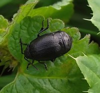 Galeruca tanaceti