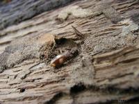Opilo mollis
