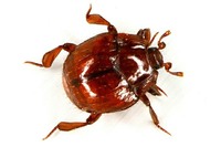 Haeterius ferrugineus