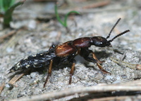 Dinothenarus fossor