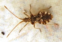 Centrocoris variegatus