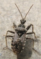 Coranus griseus