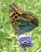 Argynnis paphia - Silver-washed Fritillary