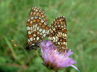 Melitaea britomartis - Assmann's Fritillary