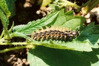 Araschnia levana levana - Map Butterfly