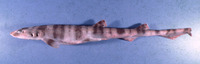 Halaelurus boesemani, Speckled catshark: fisheries