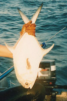Trachinotus goreensis, Longfin pompano: fisheries