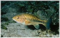 Micropterus notius, Suwannee bass: gamefish