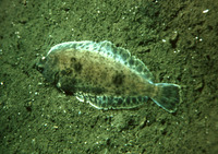 Microstomus pacificus, Dover sole: fisheries, gamefish