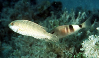Calotomus spinidens, Spinytooth parrotfish: fisheries, aquarium