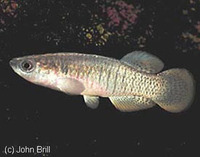 Valencia hispanica, Valencia toothcarp: aquarium