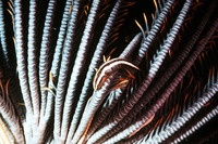 Discotrema crinophila, Crinoid clingfish: