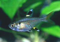 Pristella maxillaris, X-ray tetra: aquaculture, aquarium