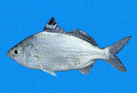 Eucinostomus currani, Pacific flagfin mojarra: fisheries, bait