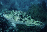 Nicholsina denticulata, Loosetooth parrotfish: fisheries