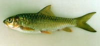 Neolissochilus thienemanni, :