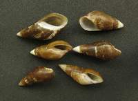 Fagotia esperi