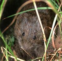 Image of: Microtus pennsylvanicus (meadow vole)