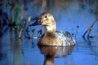 Aythya valisineria - Canvasback