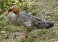 Mergus merganser - Goosander