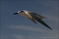 Sterna sandvicensis - Sandwich Tern