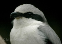 Lanius excubitor - Great Grey Shrike