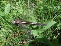 Image of: Gomphus spicatus