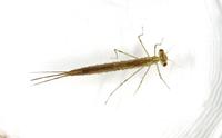 Image of: Lestes