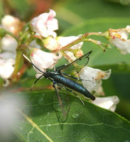 Image of: Sesiidae (clear-winged moths)