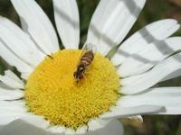 Image of: Syrphidae (flower flies and syrphid flies)