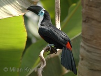 Ramphastos vitellinus - Channel-billed Toucan