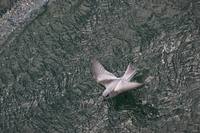 Oceanodroma furcata - Fork-tailed Storm-Petrel